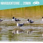 Cosy-baie De Somme & Gare *