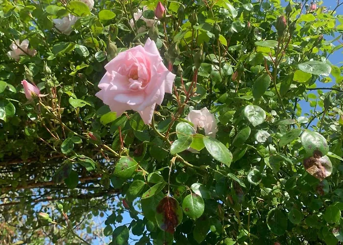 Apartamento Les Roses-plain-pied-st Valery & Le Crotoy A 10min *